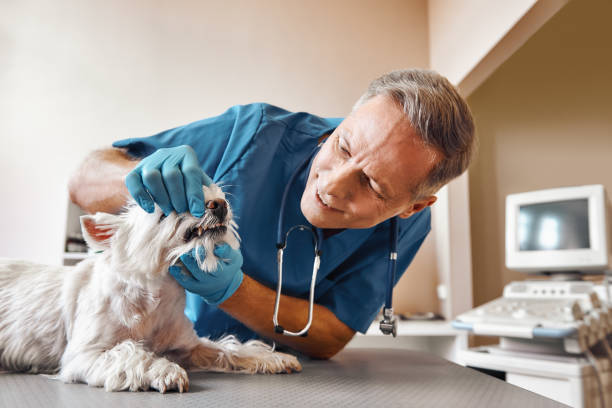 Best Walk-In Emergency Dental Services in Jasonville, IN